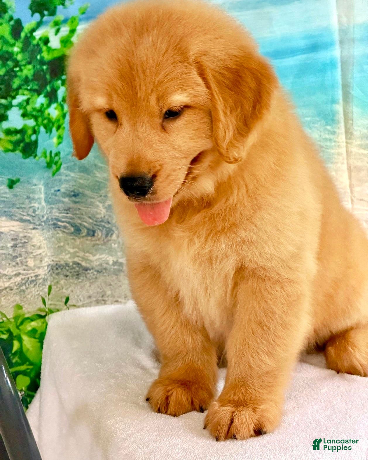 Golden Retriever dogs Golden Retriever 5 - Ad 28