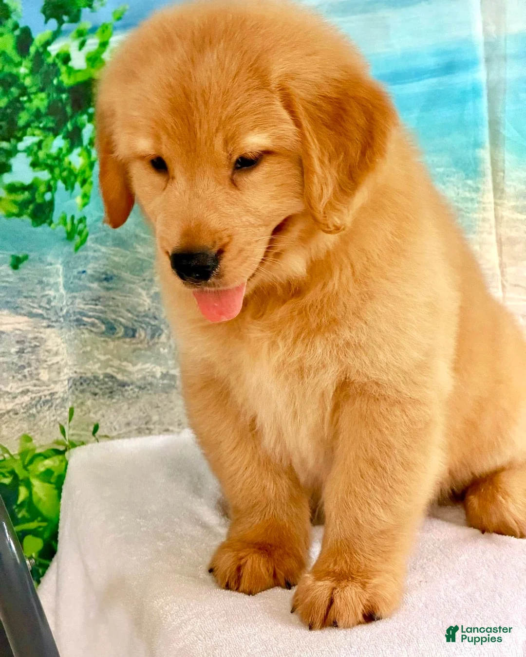 Golden Retriever dogs for sale: Golden Retriever 5 - Ad 1