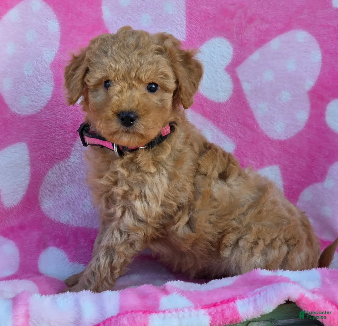 Mini Goldendoodle dogs for sale: Star - Ad 2