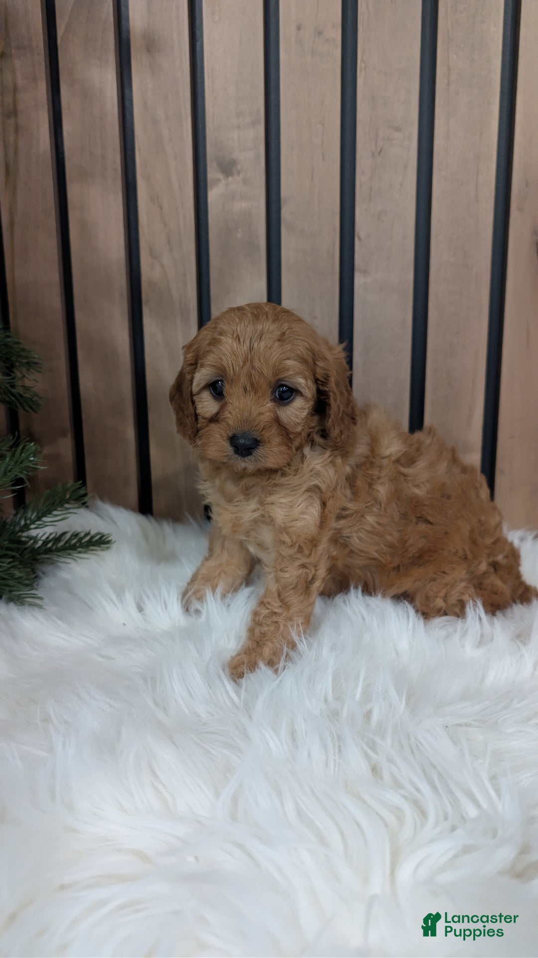 Cavapoo dogs for sale: Annika - Ad 2