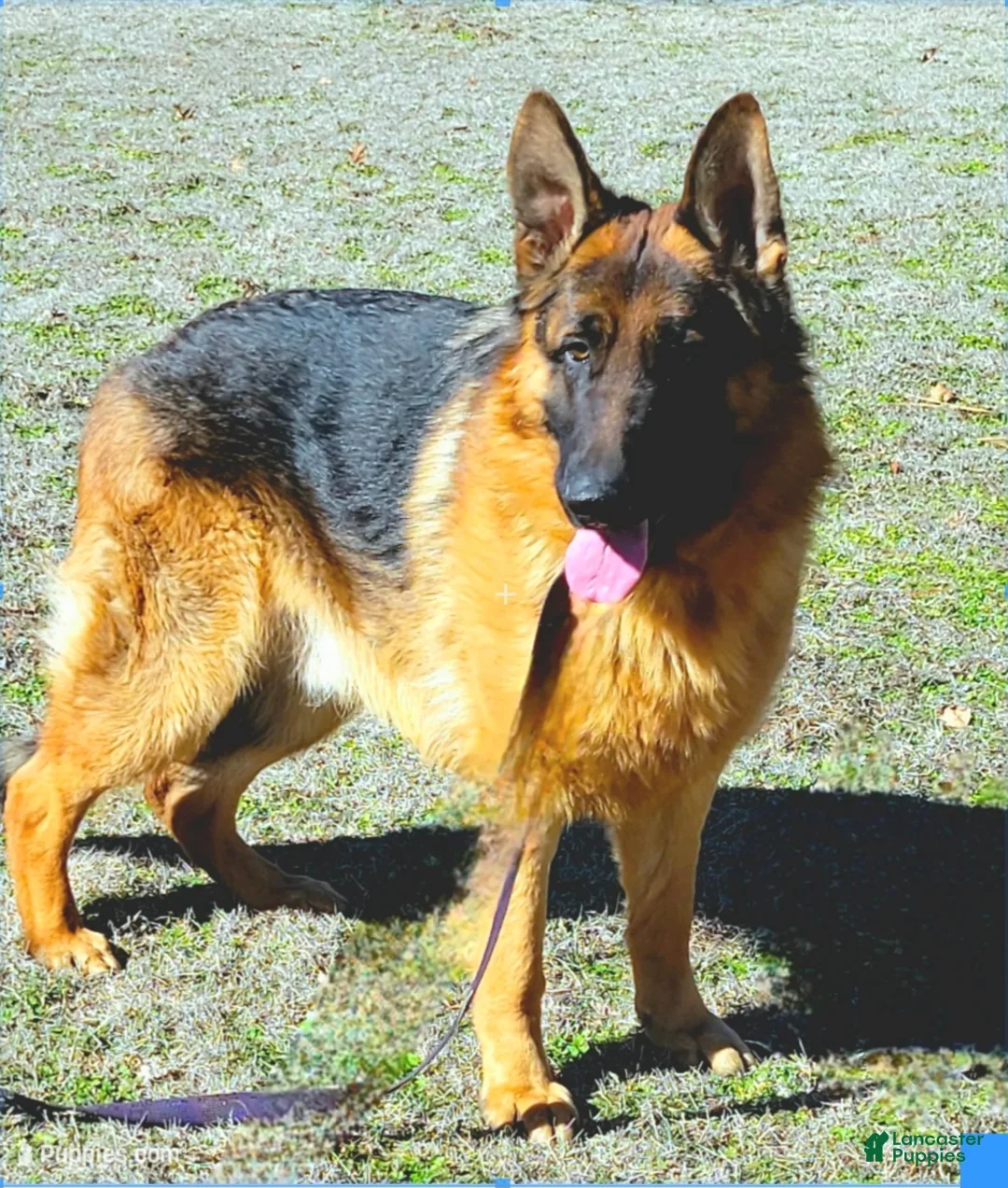 German Shepherd dogs for sale: German Shepherd Puppy 1 - Ad 6