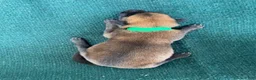 Mixed Breed dogs for sale: Male Puppy 2 - Ad 3