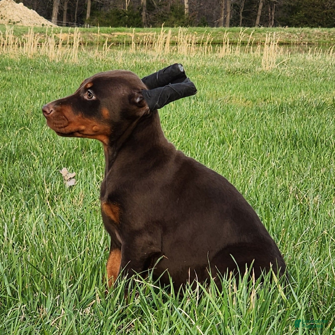 Doberman Pinscher dogs Zoey  - Ad 1