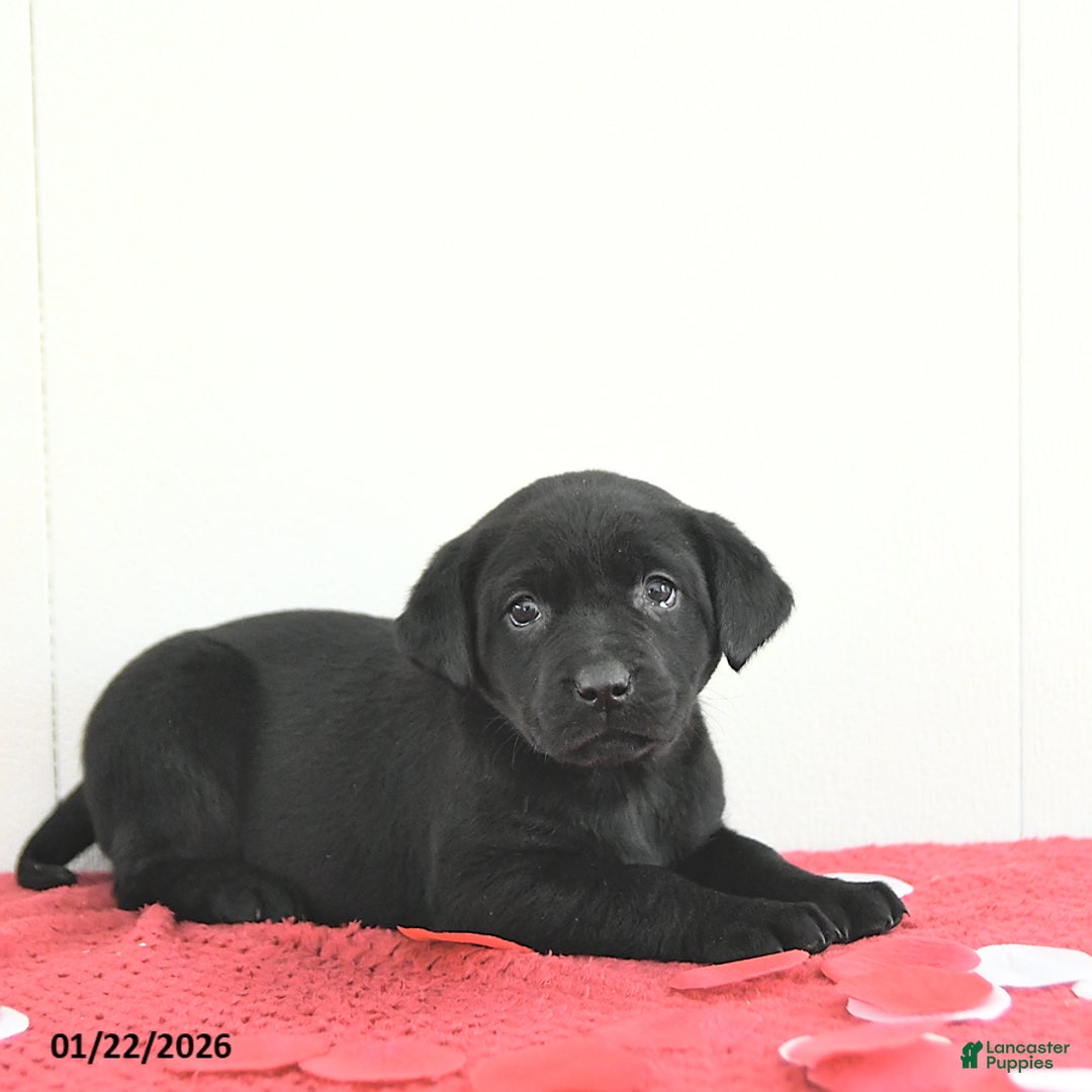 Labrador Retriever dogs for sale: Skye - Ad 4