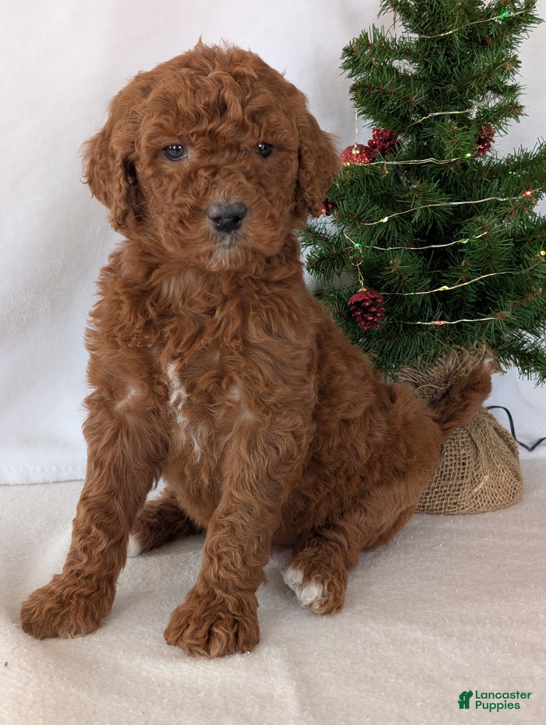 Goldendoodle dogs for sale: Miss Abby  - Ad 8