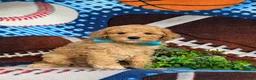 Mixed Breed dogs for sale: Marshall Hypoallergenic - Ad 3