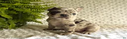 French Bulldog dogs for sale: Jack in The Box - Ad 7
