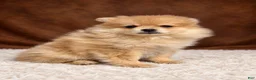 Pomeranian dogs for sale: Pomeranian 5 - Ad 5