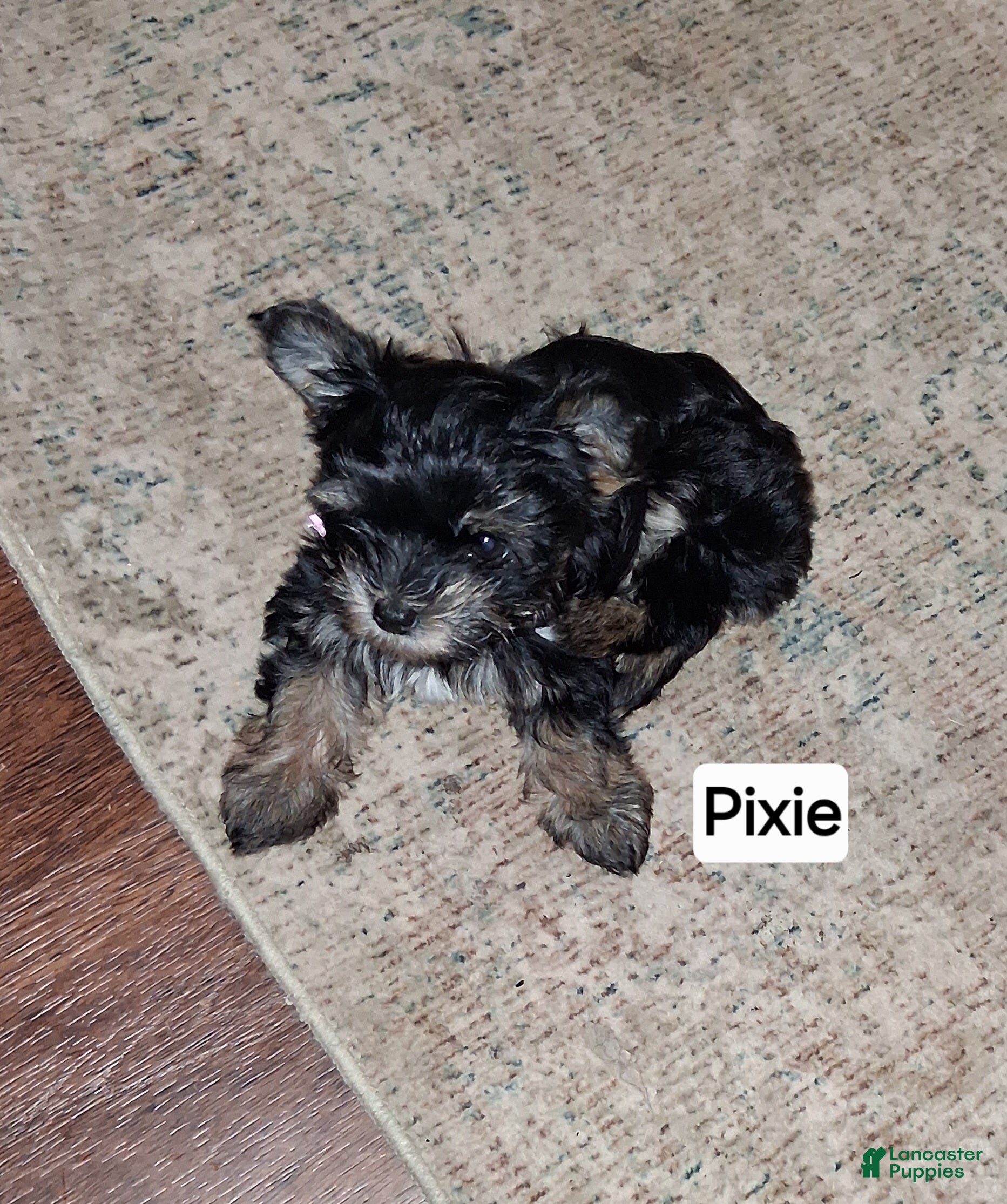 Mixed Breed dogs Mixed Breed 1 - Ad 1