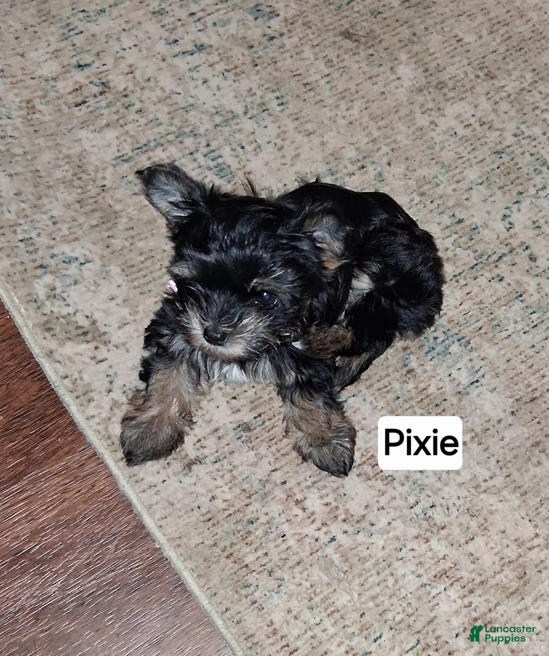 Mixed Breed dogs for sale: Mixed Breed 1 - Ad 1