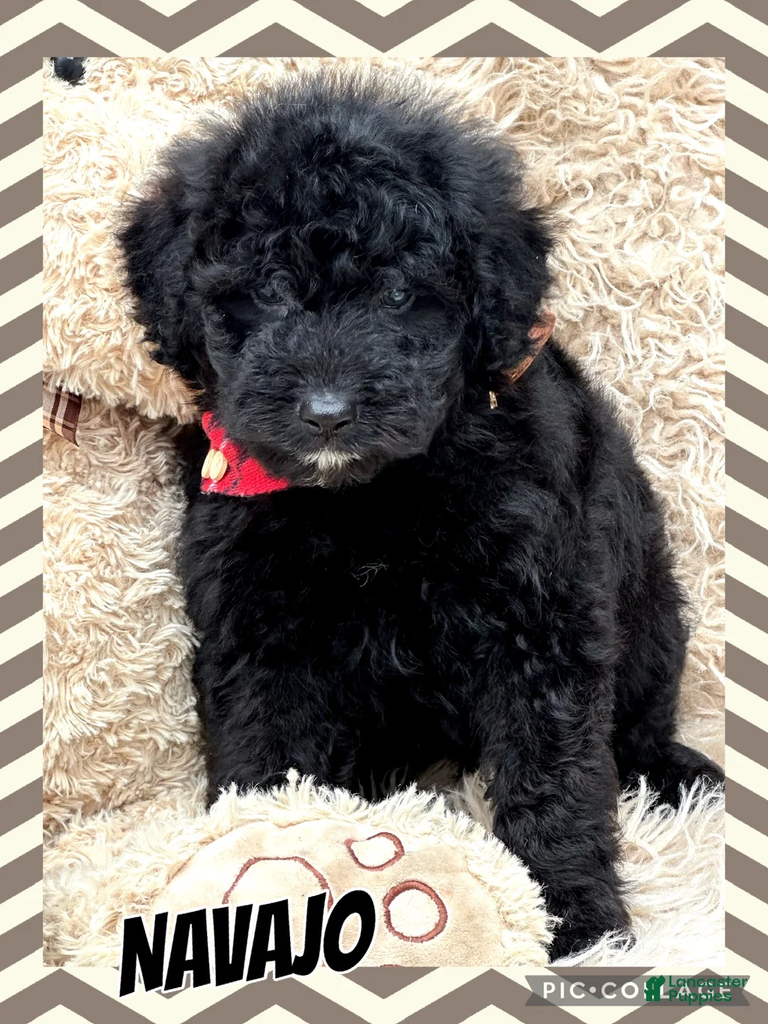 Aussiedoodle dogs for sale: Navajo - Ad 4