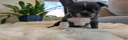 Frenchton dogs for sale: Clover - Ad 7