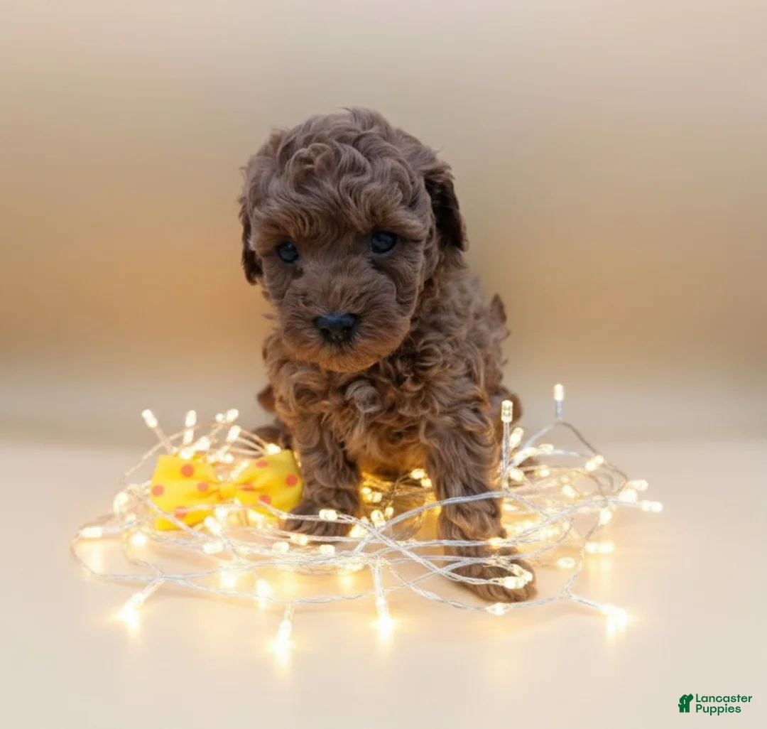 Toy Poodle dogs for sale: Toy Poodle Puppy 4 - Ad 13