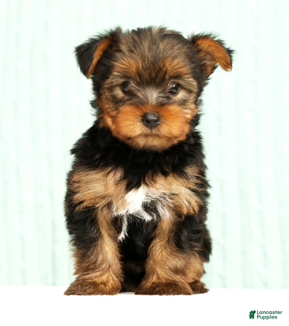 Yorkshire Terrier dogs Molly - Ad 1