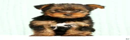 Yorkshire Terrier dogs for sale: Molly - Ad 1