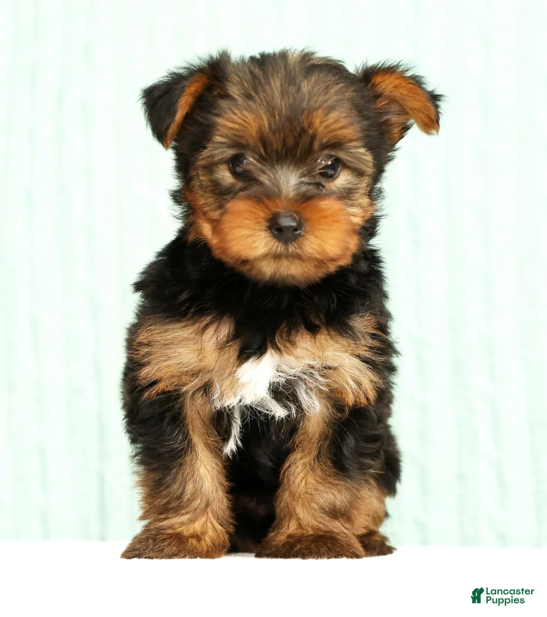 Yorkshire Terrier dogs for sale: Molly - Ad 1