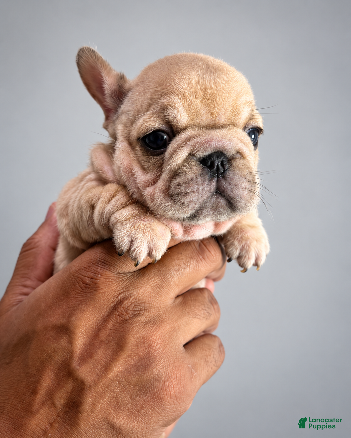 French Bulldog dogs French Bulldog 2 - Ad 2