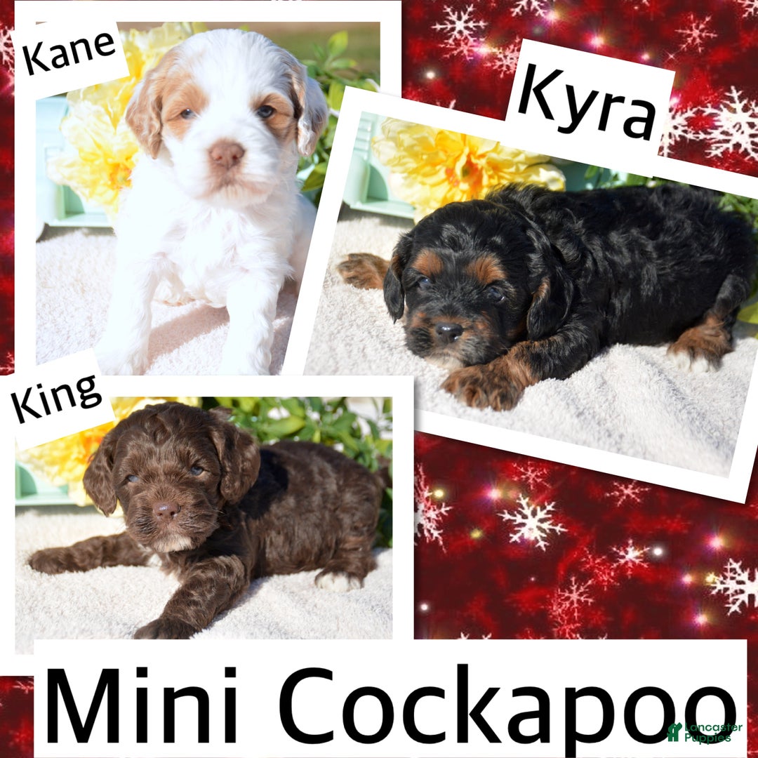 Cockapoo dogs for sale: Cockapoo Puppy 4 Kari - Ad 4