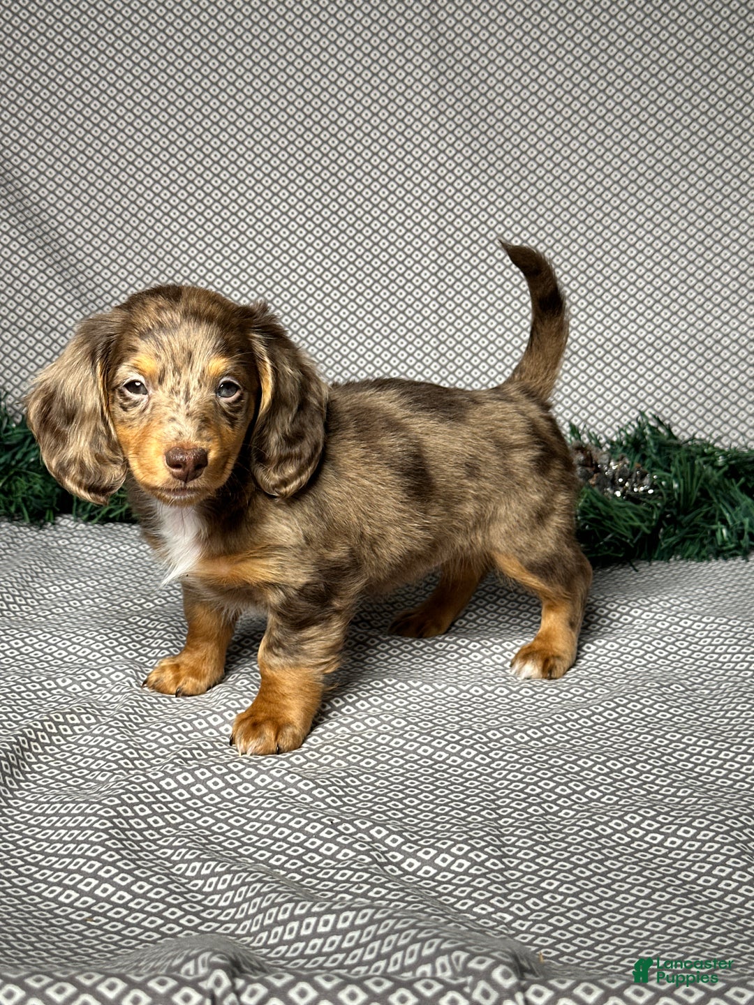 Miniature Dachshund dogs for sale: Lily - Ad 3
