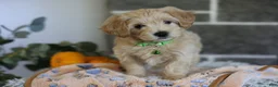 Maltipoo dogs for sale: Beanie - Ad 7