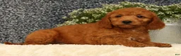 Mini Goldendoodle dogs for sale: Tinker - Ad 1