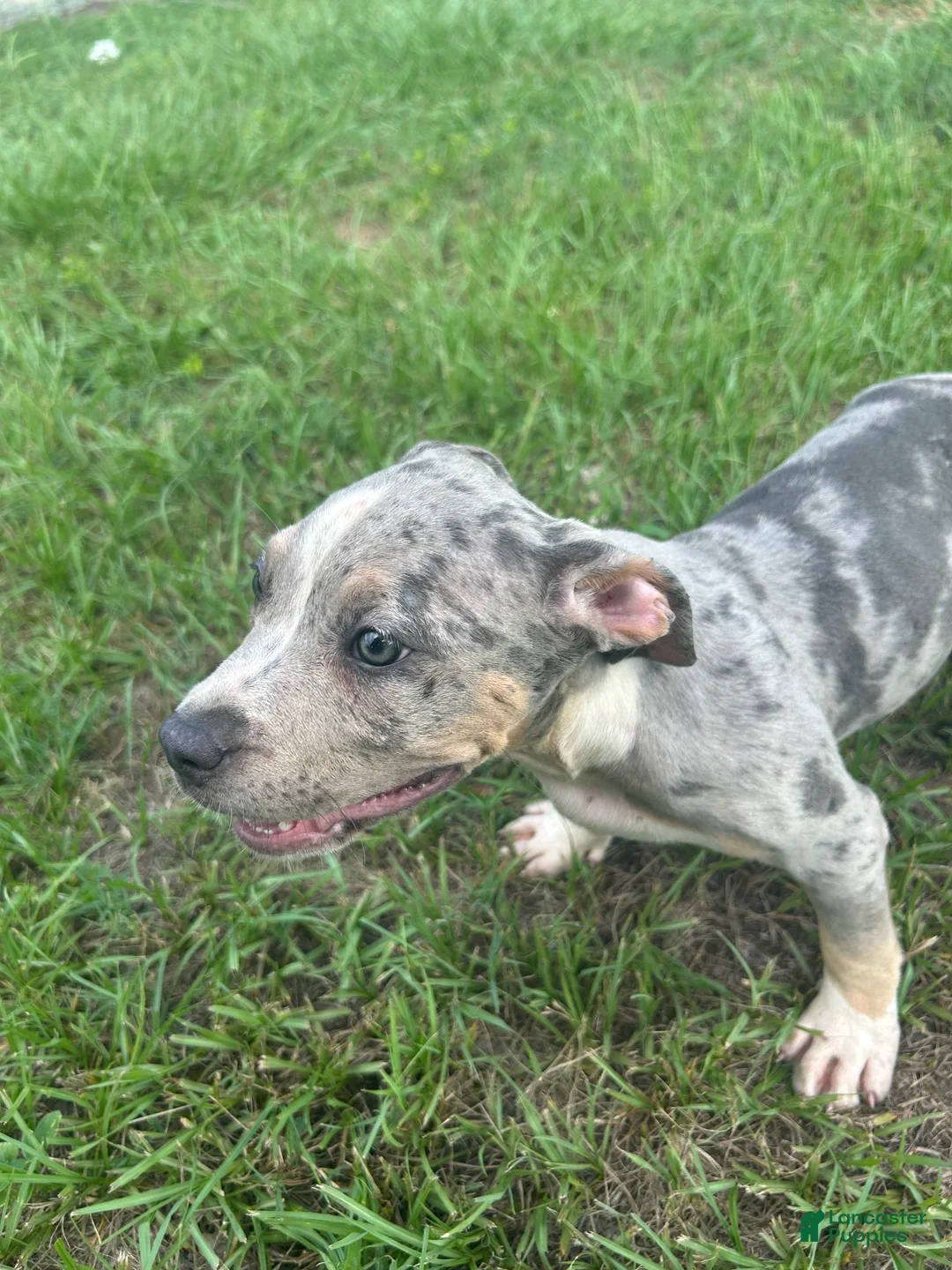 American Pit Bull Terrier dogs for sale: American Pit Bull Terrier 4 - Ad 2