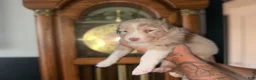 Australian Shepherd dogs for sale: Hank jr. - Ad 4