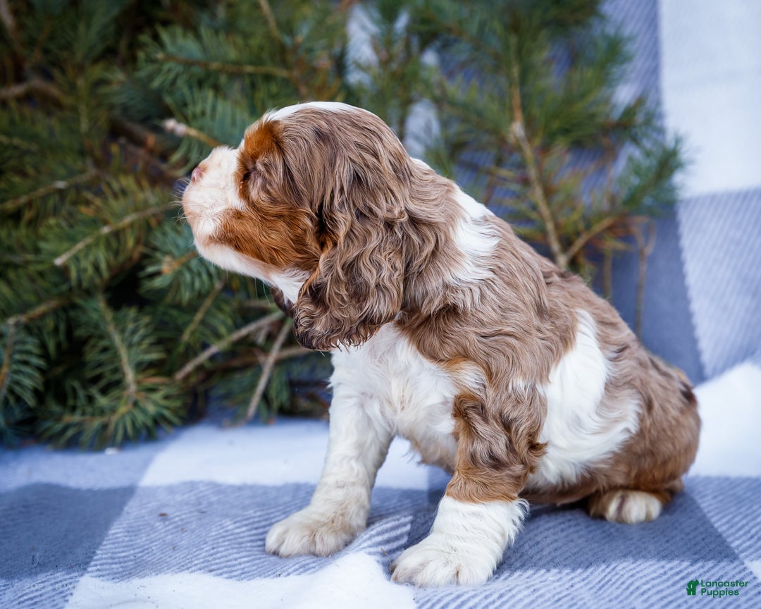 Cocker Spaniel dogs for sale: Pierre - Ad 11