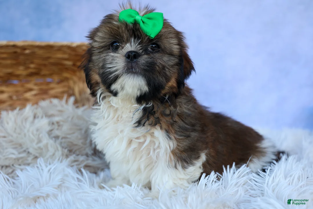 Shih Tzu dogs for sale: RUSTY - Ad 1