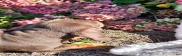 Miniature Dachshund dogs for sale: Cocoa - Ad 11
