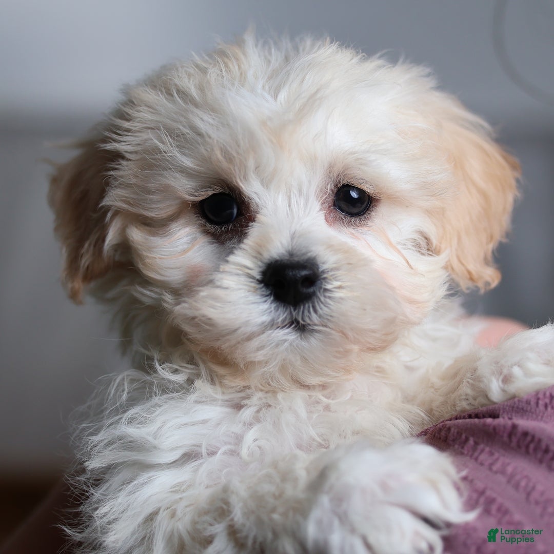 Teddy Bear dogs for sale: Jingo - Ad 1