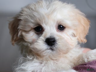 Teddy Bear dogs Jingo - Ad 6