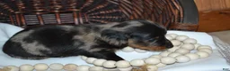 Dachshund dogs for sale: Smokey - Ad 5
