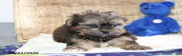 Shorkie dogs for sale: Dillon - Ad 3