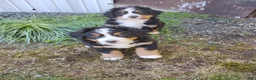 Bernese Mountain Dog dogs for sale: Clyde - Ad 5
