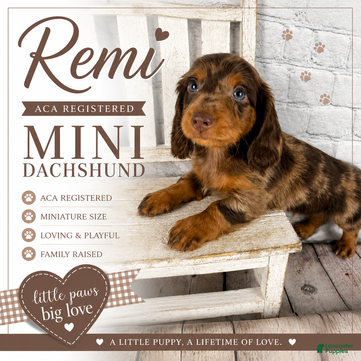 Miniature Dachshund dogs Remi - Ad 1