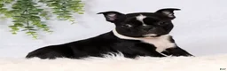 Frenchton dogs for sale: Tulip - Ad 2