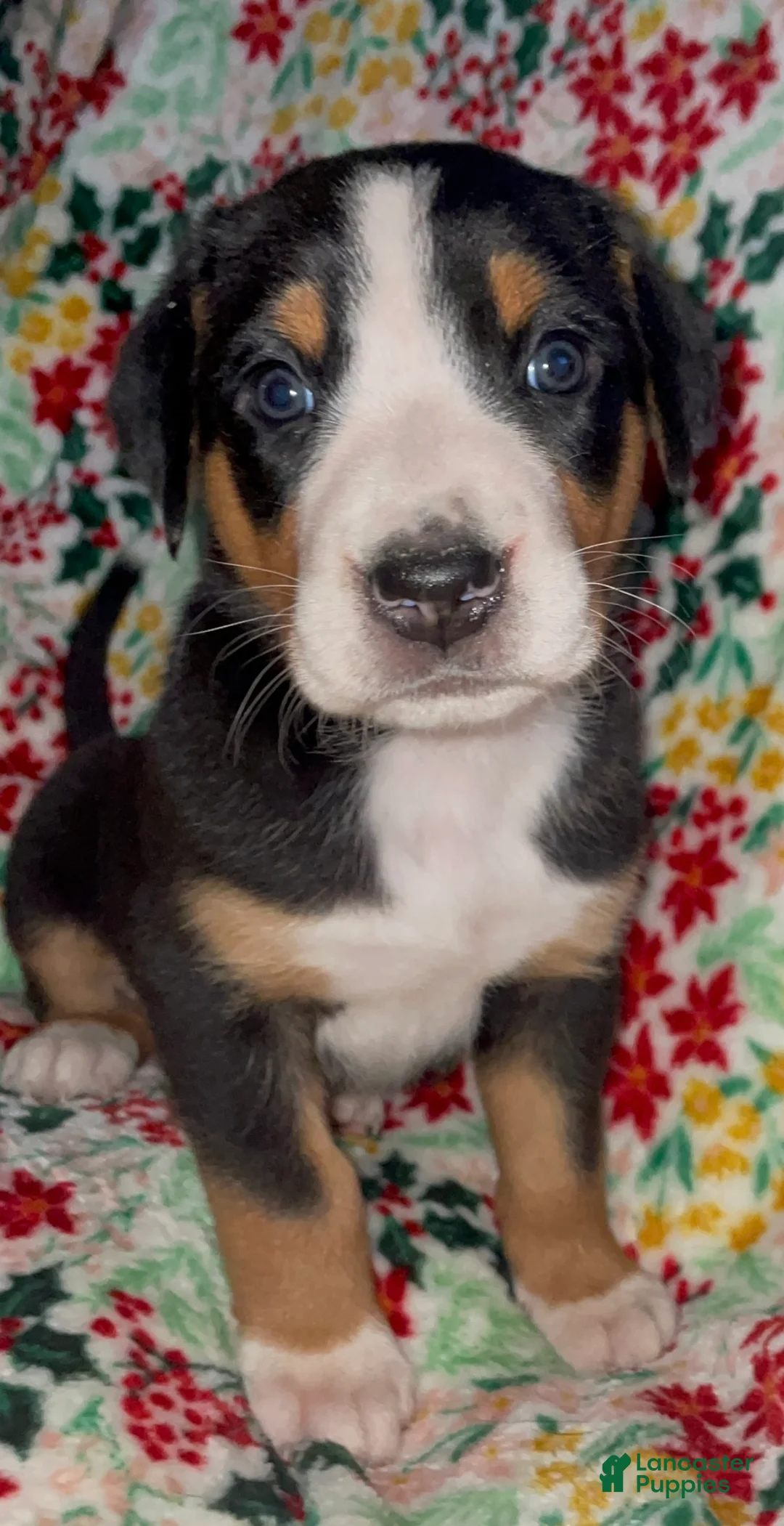 Greater Swiss Mountain Dog dogs for sale: Holly  - Ad 8