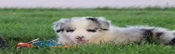 Border Collie dogs for sale: Cruz - Ad 5