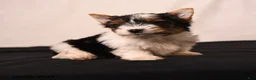 Biewer Terrier dogs for sale: Bella   - Ad 5