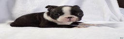 Boston Terrier dogs for sale: Vinnie AKC - Ad 4