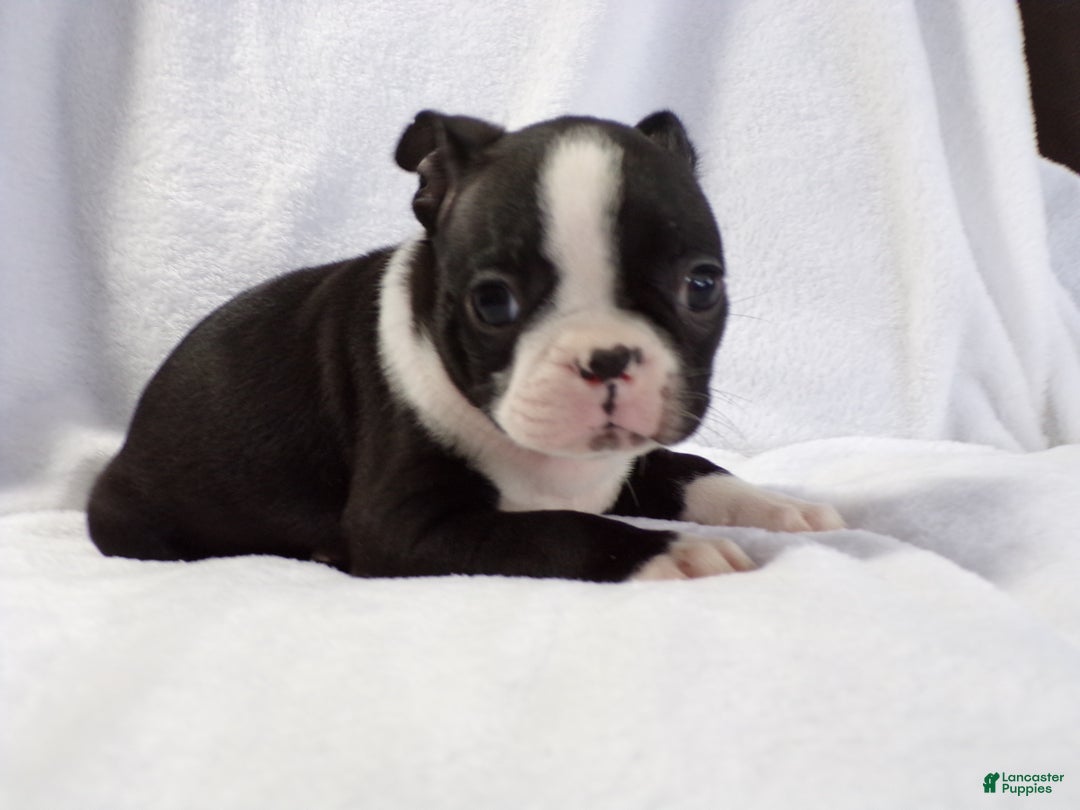 Boston Terrier dogs for sale: Vinnie AKC - Ad 4