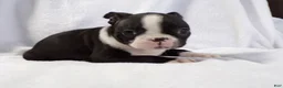 Boston Terrier dogs for sale: Vinnie AKC - Ad 4