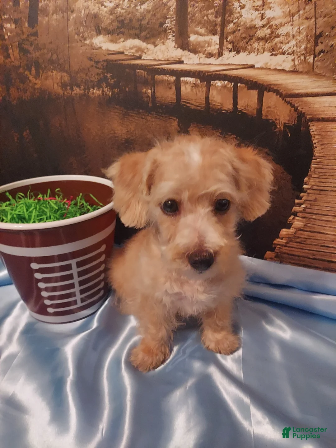 Yorkiepoo dogs for sale: Tuck - Ad 2