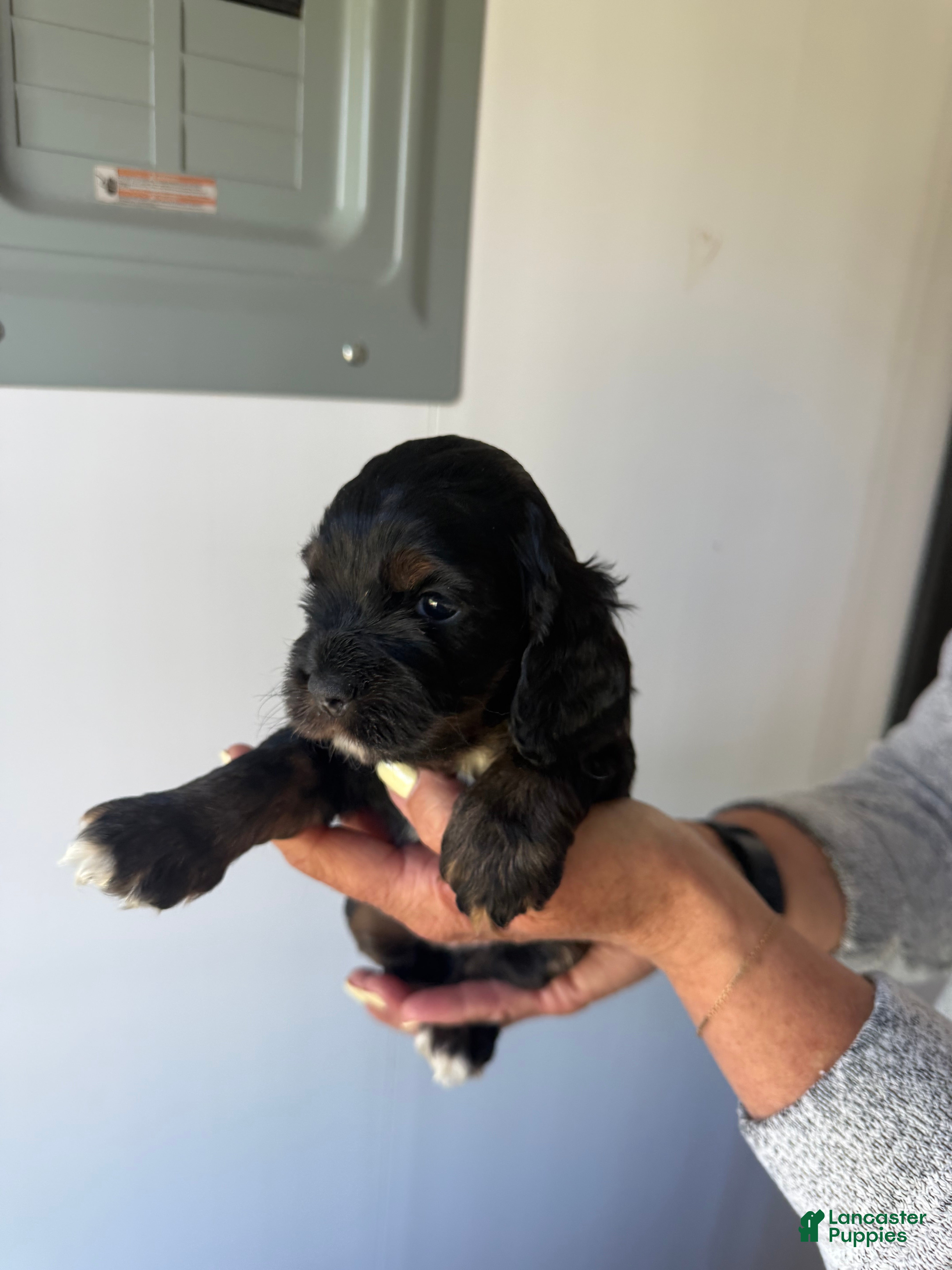 Cocker Spaniel dogs for sale: Ellie - Ad 3