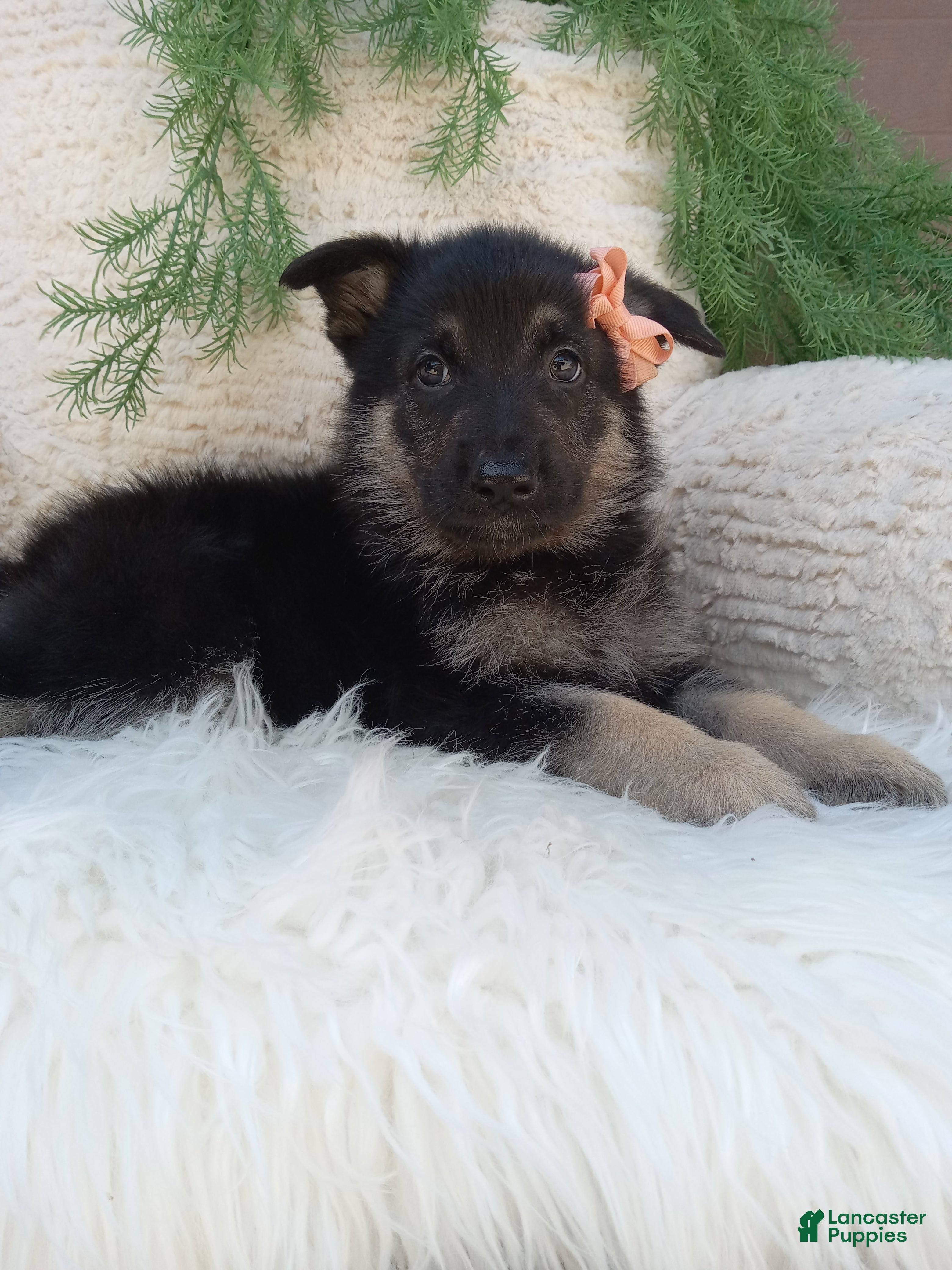 German Shepherd dogs Roxy  - Ad 1