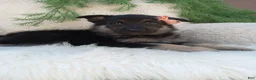 German Shepherd dogs for sale: Roxy  - Ad 1
