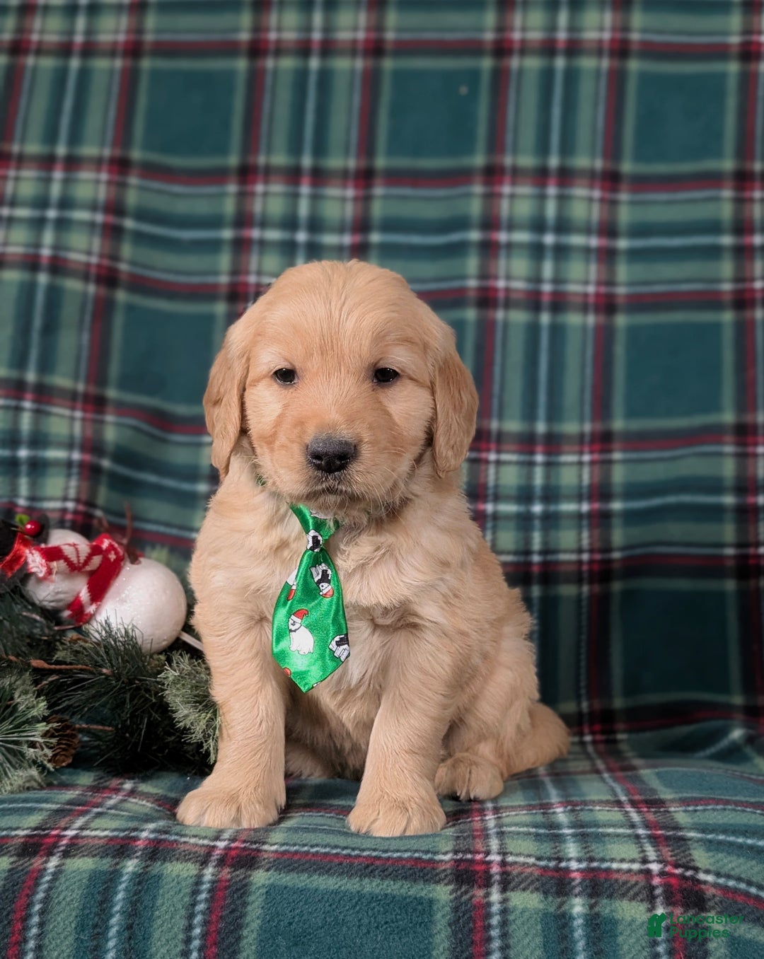 Golden Retriever dogs for sale: Bradley - Ad 2