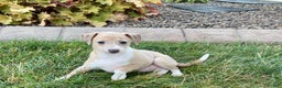 Italian Greyhound dogs for sale: Gordie - Ad 7
