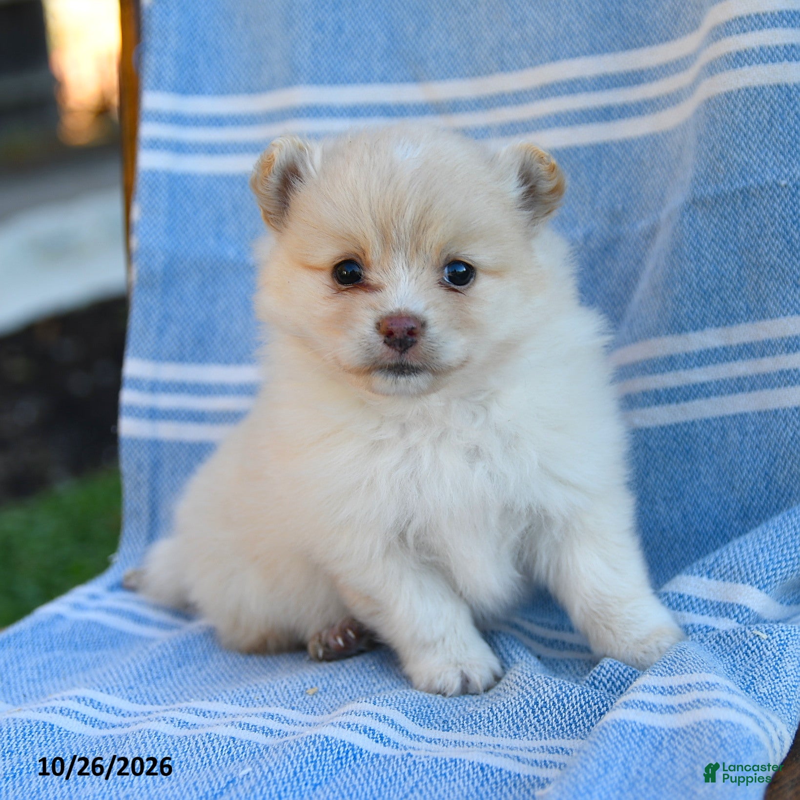 Cavapoo dogs for sale: Bella    - Ad 2